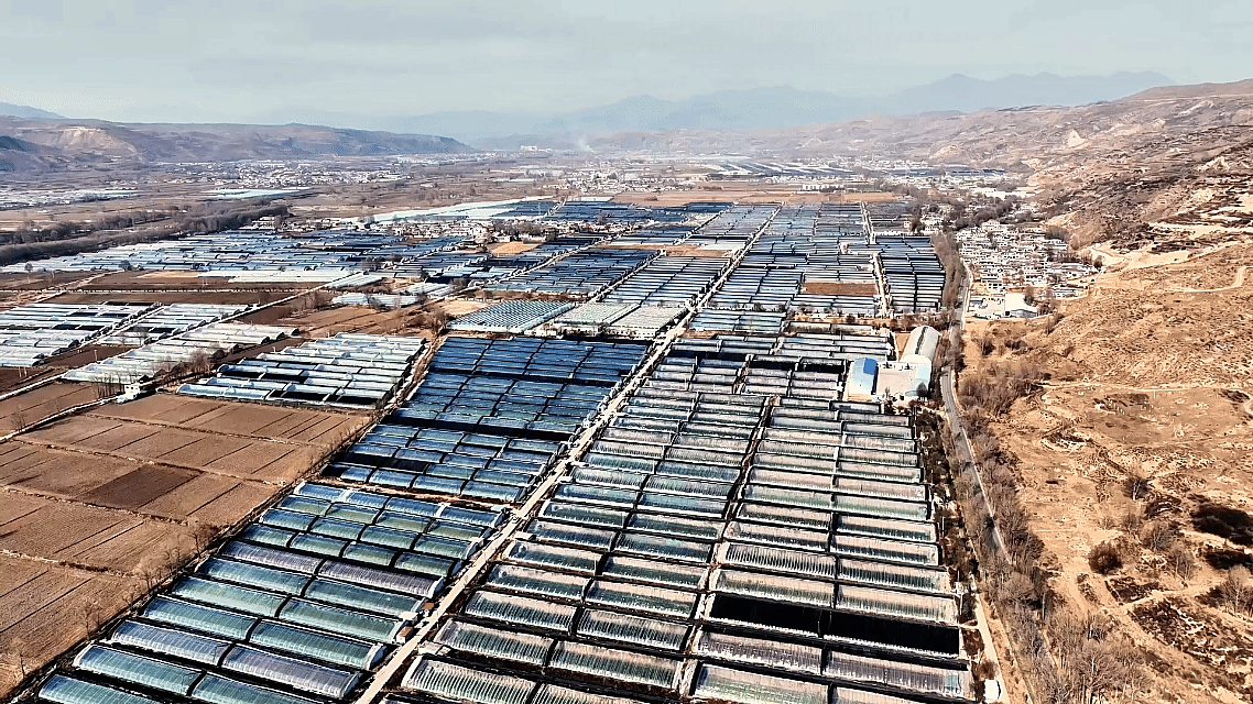 青海高原冷凉蔬菜走俏粤港澳湾区 助力乡村振兴与产业发展