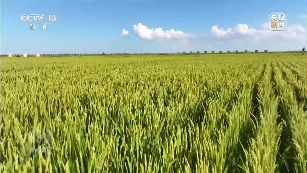 焦点访谈丨从抗旱到抢收 解读粮食增产背后的“密码”
